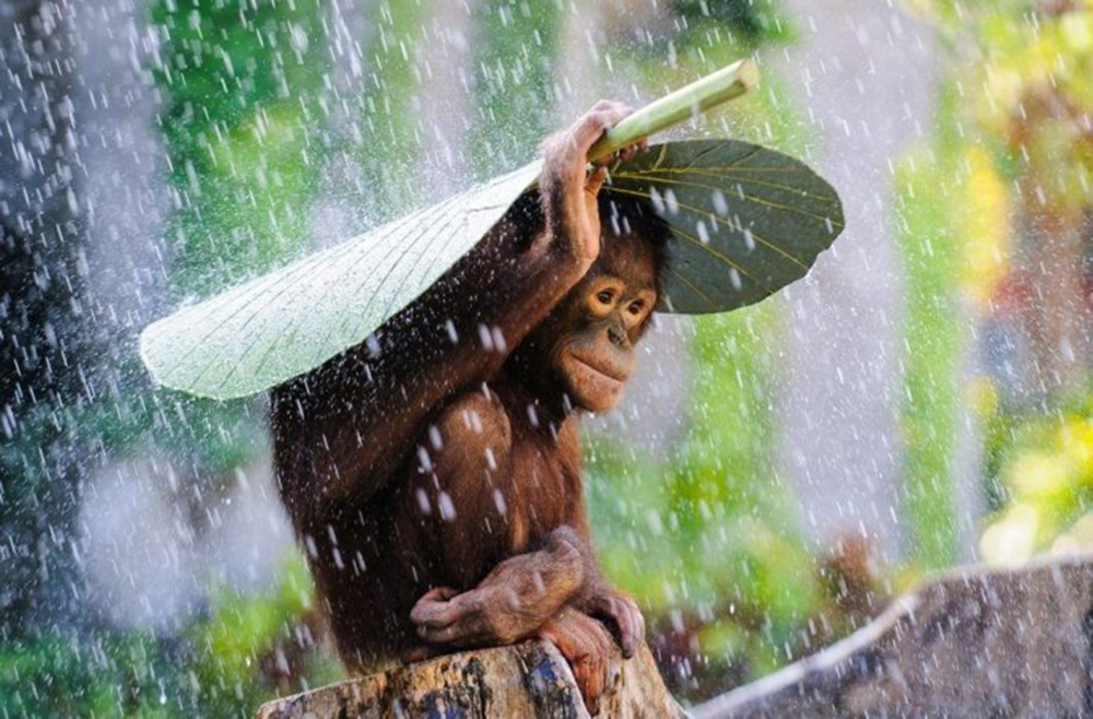 避雨的猩猩